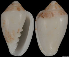 Marginella confusa (South Africa, 11,5mm) F+ €6.00 (specimens for sale are 11mm and are of the same quality as the specimen illustrated)
