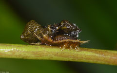 ? larva, Mamelle de Pigeon, Basse-Terre, Guadeloupe