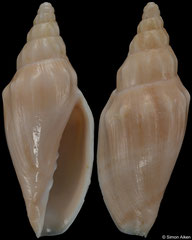 Alcithoe aillaudorum (New Caledonia, 46,2mm)