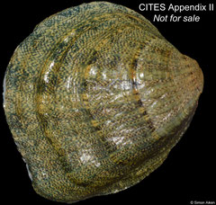 Cyprogenia aberti (Arkansas, USA, 50,0mm)