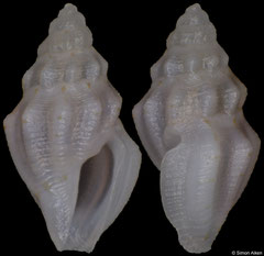 Leiocithara infulata (Philippines, 3,8mm)