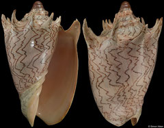 Cymbiola imperialis (Philippines, 174,3mm)