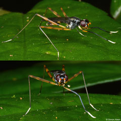 Stilt-legged fly (Micropezidae sp.), Balut Island, Philippines