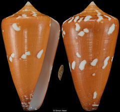 Conus thailandis (Thailand, 59,6mm) F+++ €120.00
