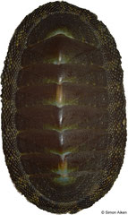 Chiton tuberculatus (Portobelo, Caribbean Panama, 54,1mm)