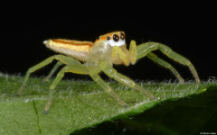 Jumping spider (Epocilla calcarata) (female), Balut Island, Philippines