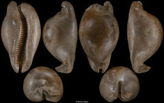 Zoila platypyga (Victoria, Australia, 72,8mm) Balcombian-Langhian fossil