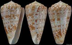 Conus royaikeni (South Africa, 59,2mm)