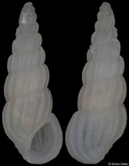 Rissoina aff. spiralis (Philippines, 4,6mm) F++ €4.00