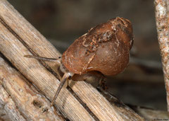 Chondropoma quisquense (NW of Manuel Goya, Dominican Republic)