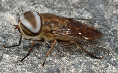 Horse-fly (Tabanidae sp.), Kampong Trach, Cambodia
