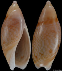Amalda reevei (South Africa, 16,6mm)
