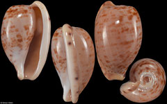 Cypraea edentula (South Africa, 18,7mm) F++ €4.50 (specimens for sale are 16-20mm and are of the same quality as the specimen illustrated)