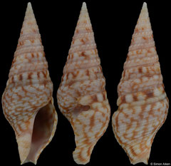 Clavatula solangeae (Madagascar, 36,7mm) F+++ €24.00