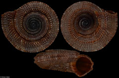 Heliacus infundibuliformis (Madagascar, 11,5mm) F+++ €8.00 (operculum not shown)