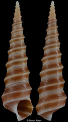 Stiracolpus ahiparanus (New Zealand, 21,8mm)