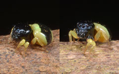 Bumblebee jumper (Omoedus ephippigera), Bokor Mountain, Cambodia