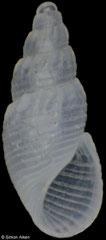 Evalina tehuantepecana (Pacific Mexico, 2,2mm) F+++ €2.00 (specimens for sale are 1.9-2.3mm and are of the same quality as the specimen illustrated)