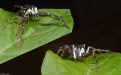 Jumping spider (Cosmophasis cf. micarioides), Balut Island, Philippines