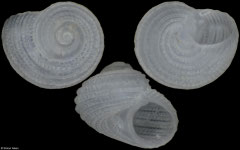 Parviturboides clausus (Pacific Mexico, 1,3mm)