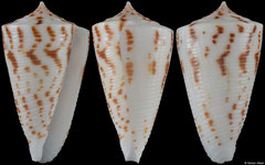 Conus lizardensis (Northern Territory, Australia, 29,2mm)