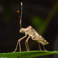 Leaf-footed bug (Coreidae sp.), Samal Island, Philippines