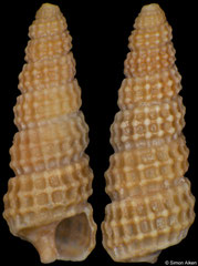 Cerithiopsis jeffreysi (Spain, 3,8mm)