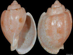Austroharpa punctata (South Australia, 40,2mm)