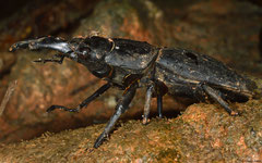 Giant stag beetle (Dorcus titanus), Lakxao, Bolikhamsai Province, Laos