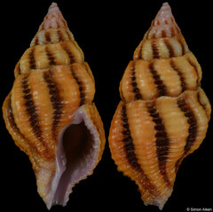 Peristernia reincarnata (Philippines, 23,5mm) F+++ €2.00