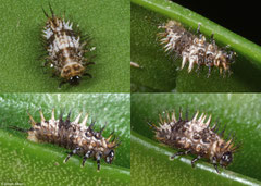 Ladybird larva (Coccinellidae sp.), Fianarantsoa, Madagascar