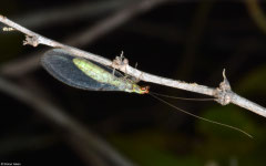 Green lacewing (Chrysopidae sp.), Ifaty-Mangily, Madagascar