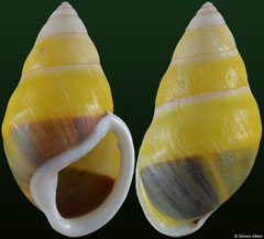 Amphidromus naggsi (Vietnam, 63,7mm)