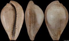 Eschatocypraea balcombica (Batesford Quarry, Victoria, Australia, 31,9mm) Balcombian (Middle Miocene) fossil