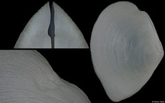 Serratina perplexa (Western Australia, 27,2mm)