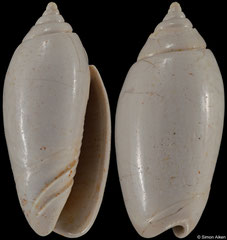 Oliva dufresnei (Lower Miocene, France, 17,7mm) €2.50 (specimens for sale are 17mm+ and are of the same quality as the specimen illustrated)