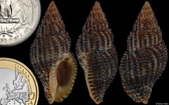 Sinetectula cinis (Galápagos, 34,5mm)