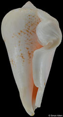 Conomurex decorus (Tanzania, 55,5mm) €2.80