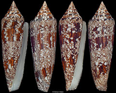 Conus bengalensis (Thailand, 112,6mm, 110,3mm)