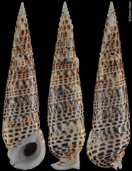 Pseudovertagus phylarchus (Queensland, Australia, 92,8mm)