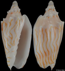 Cymbiola perplicata (Coral Sea, Australia, 72,6mm)