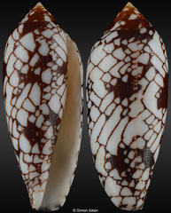 Conus michelcharlesi (Madagascar, 65,2mm)