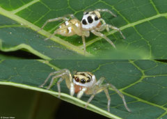 Jumping spider (Salticidae sp.), Samal Island, Philippines