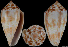 Conus josei (Brazil, 22,4mm) F++ €21.00 (specimens for sale are 22-23mm and are of the same quality as the specimen illustrated)