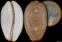 Cypraea isabella (Madagascar, 37,3mm)
