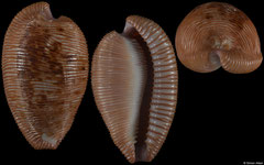 Cypraea capensis (South Africa, 27,3mm)