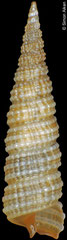 Clathropsis pulchella (Philippines, 6,4mm)