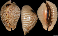 Cypraea mus form 'tristensis' (Caribbean Colombia, 56,2mm)