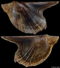 Pteria colymbus (Brazil, 56,7mm)