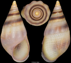 Rissoa violacea (Malta, 3,9mm)